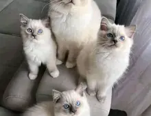 Süße Ragdoll Kitten-WHATSAPP: +4915217519768