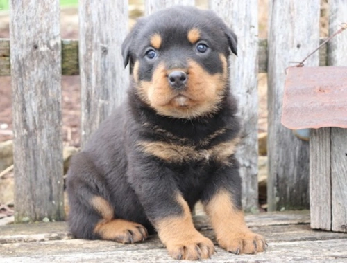 Rottweiler-Welpen suchen liebevolles Zuhause ,,