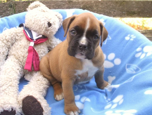 Wunderschöne Boxer Welpen .