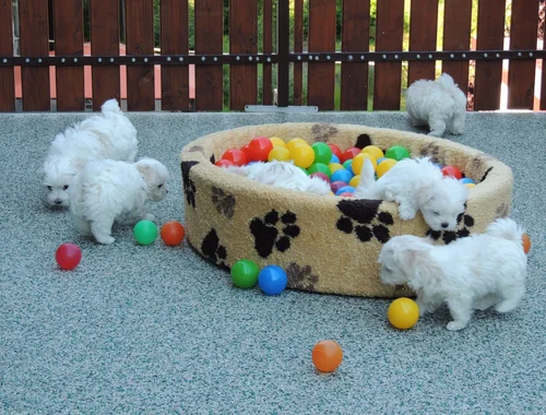 MINI Toy Malteser welpen .