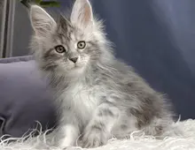 Maine Coon Kätzchen