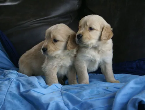 Golden Retriever-Welpen