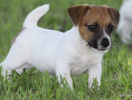 Jack Russell-Welpen