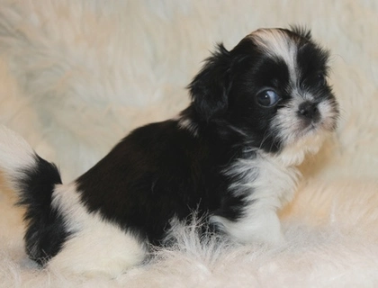 Shih Tzu-Welpen