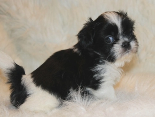 Shih Tzu-Welpen