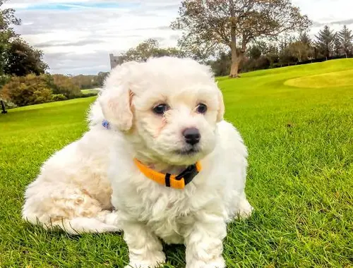 Bichon Frisé-Welpen