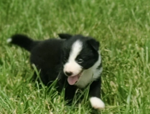 Border Collie-Welpen