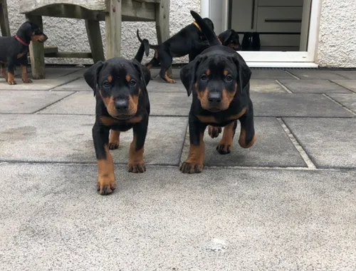 Dobermannwelpen