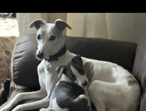 Whippet-Welpen