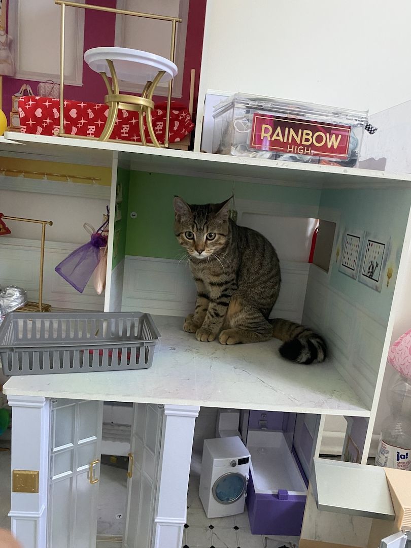 Bkh mischling sucht neues Zuhause