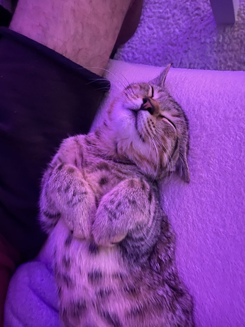 Bkh mischling sucht neues Zuhause