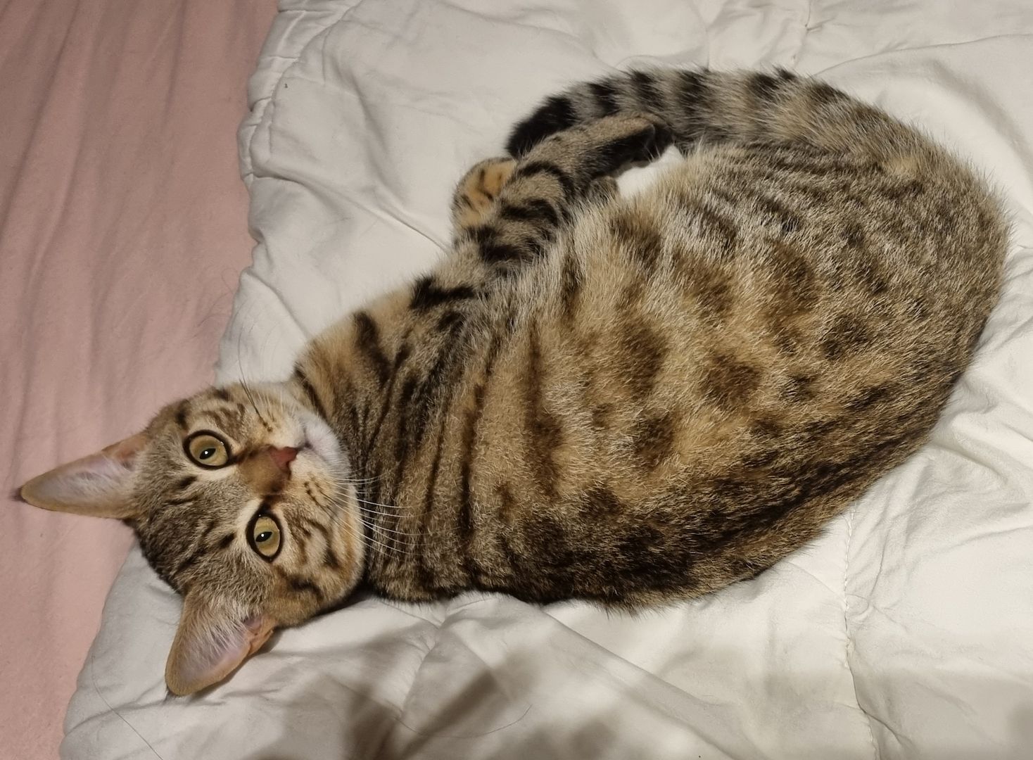 BKH Brüder kater Bengal