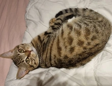 BKH Brüder kater Bengal