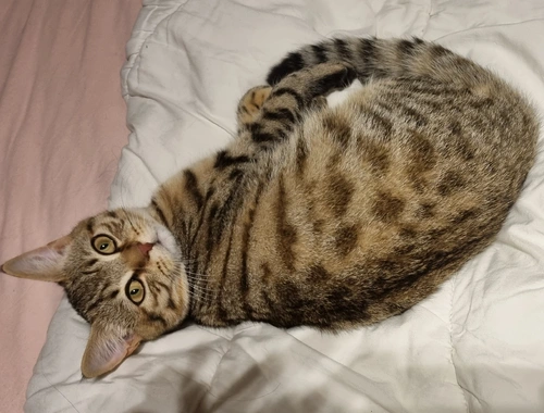 BKH Brüder kater Bengal