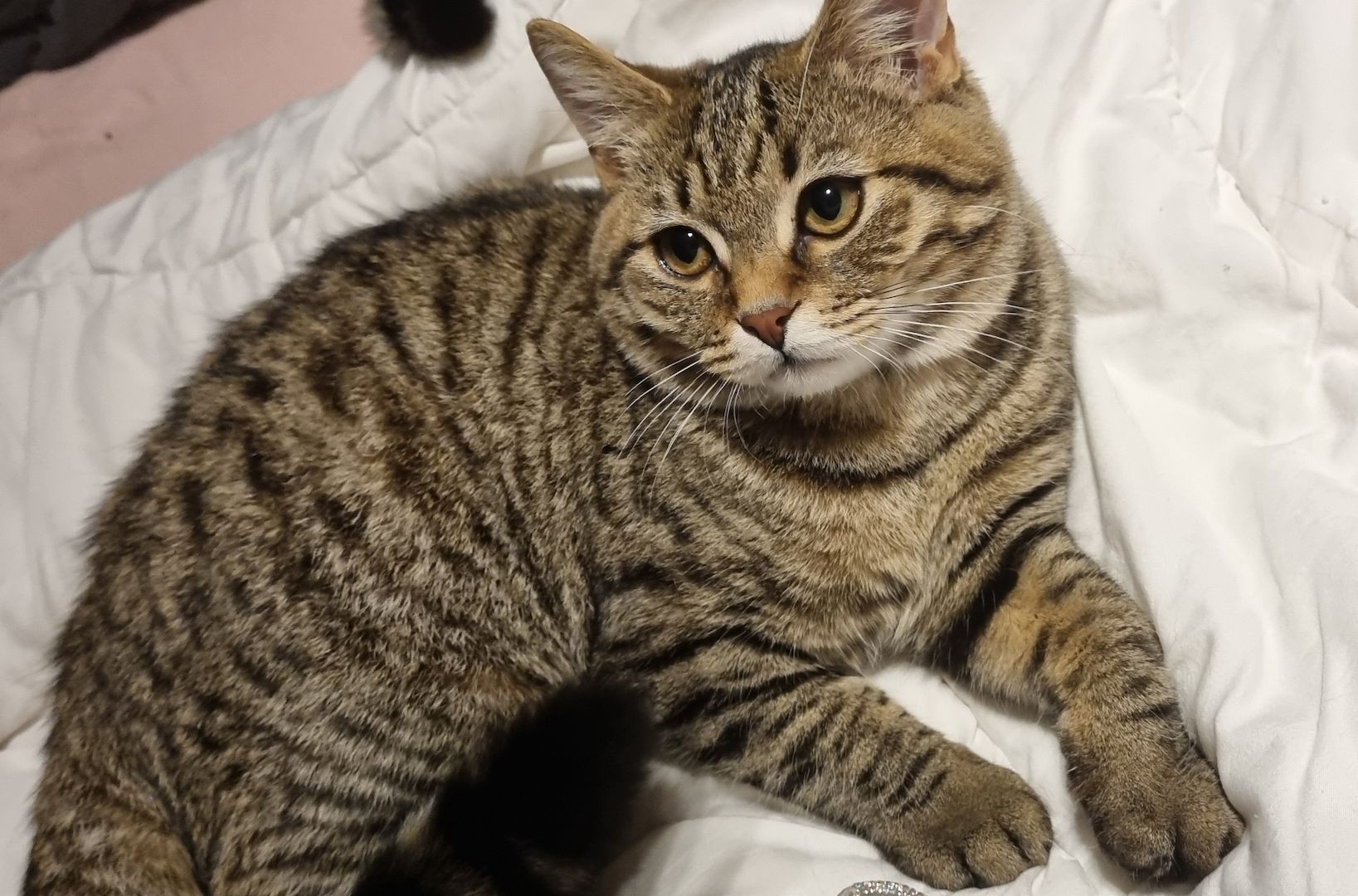 BKH Brüder kater Bengal