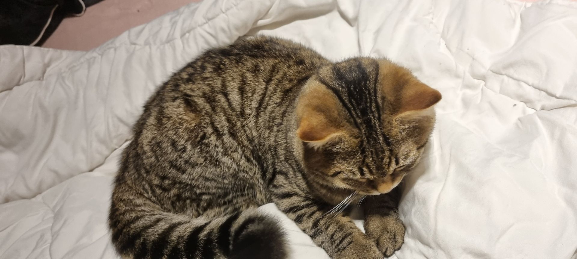 BKH Brüder kater Bengal