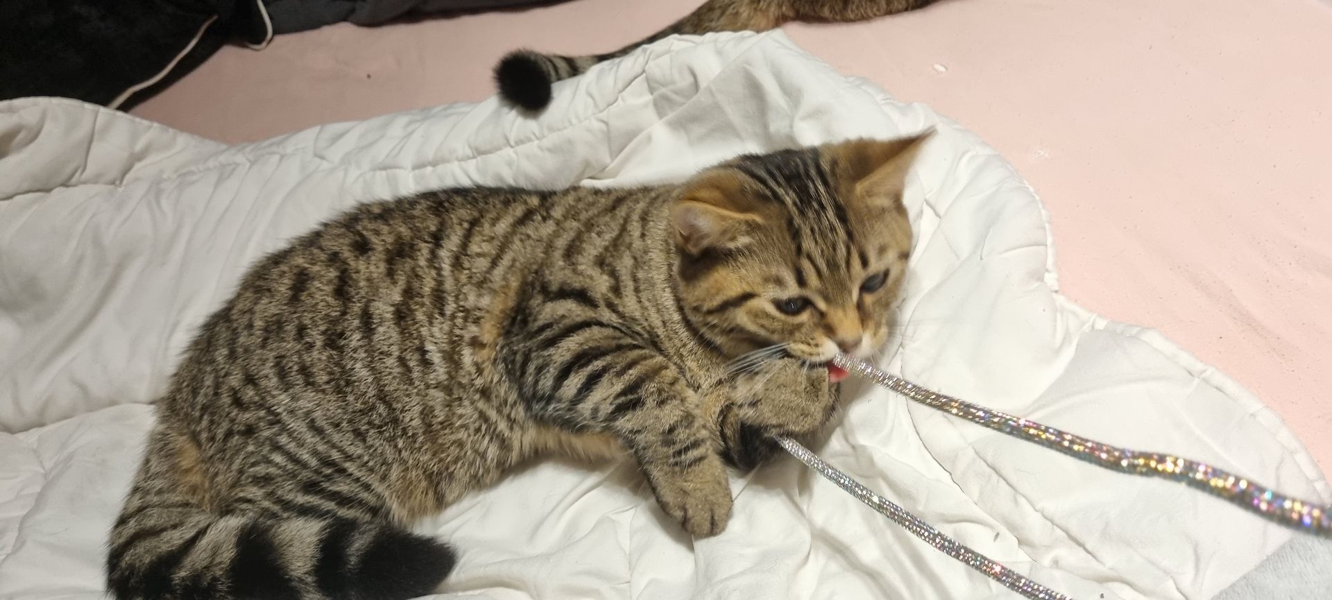 BKH Brüder kater Bengal