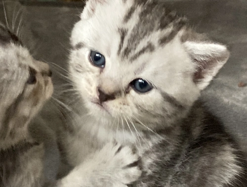 BkH Kitten reinrassig Silver Tabby