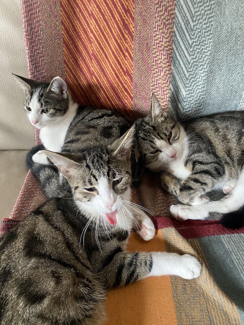 Katzenkinder suchen neues Zuhause