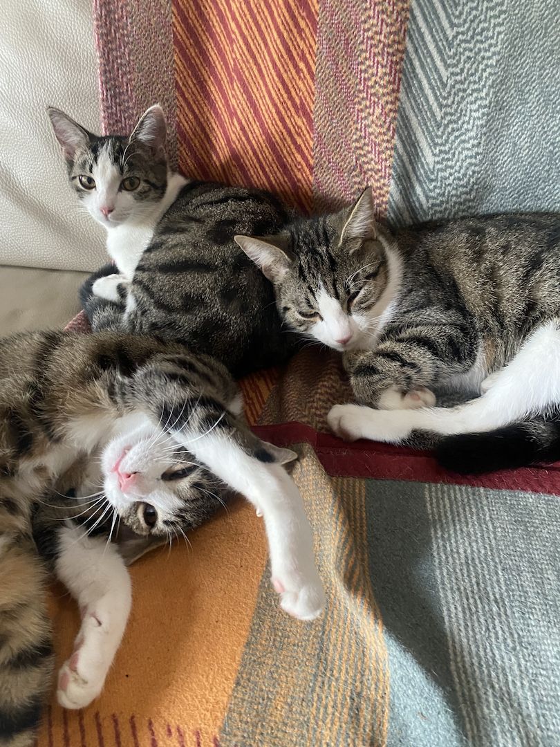 Katzenkinder suchen neues Zuhause