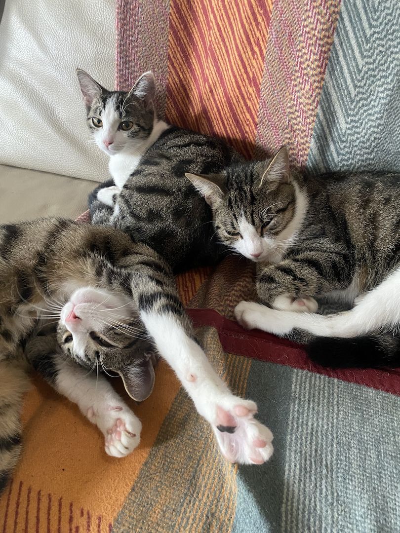 Katzenkinder suchen neues Zuhause