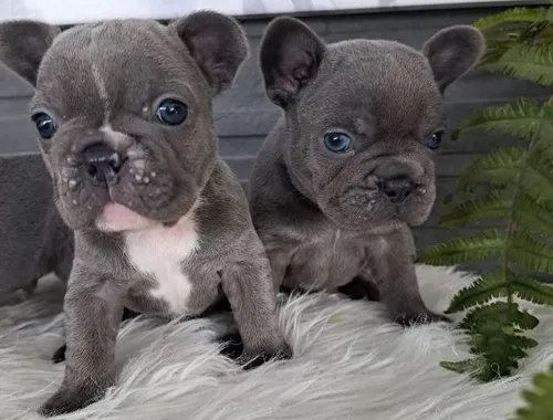 kleine Französische Bulldoggen Welpen