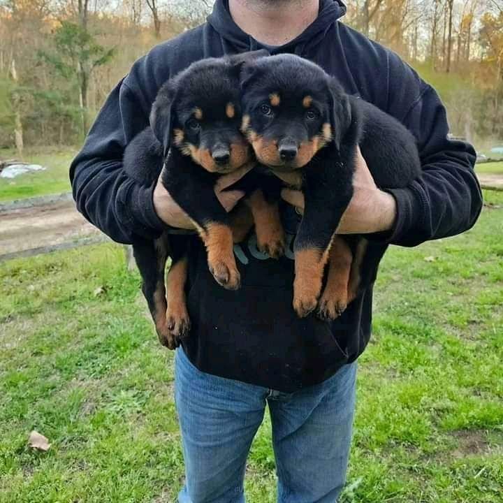 Bildschöne Rottweiler-Welpen.