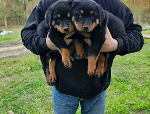 Bildschöne Rottweiler-Welpen.