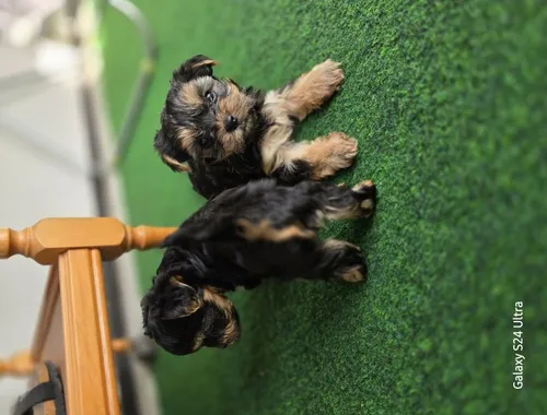 Yorkshire Terrier Welpen mit Ahnentafel