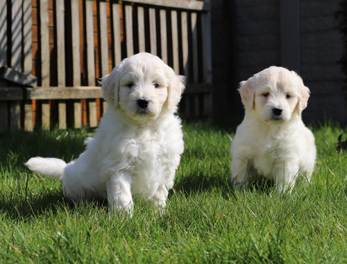 Golden Retriever