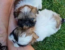 Shih Tzu Welpen