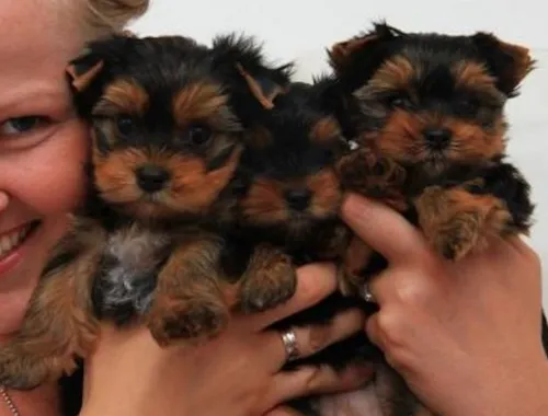 Yorkshire Terrier Welpen mit Ahnentafel .