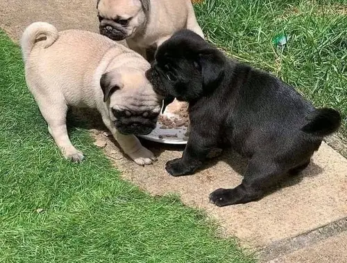 Mops welpen in beige /schwarze .