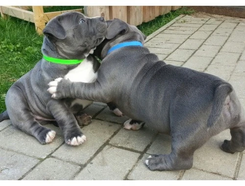 Staffordshire Terrier blueline Welpen .