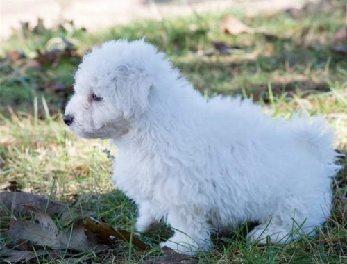 MINI Toy Bichon Frise welpen ,. czxzx