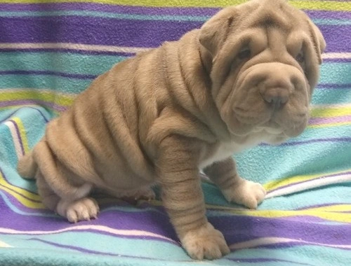 Shar Pei-Welpen .