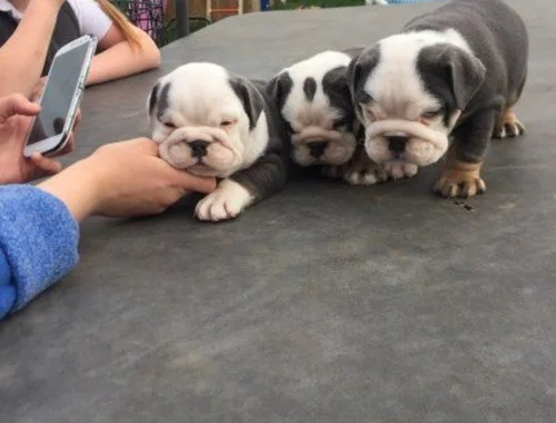 Englische Bulldoggen-Welpen zum Re-Homing .