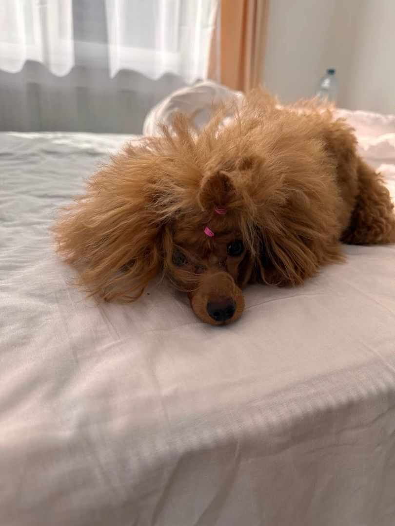 Pudelwelpe in guten Händen