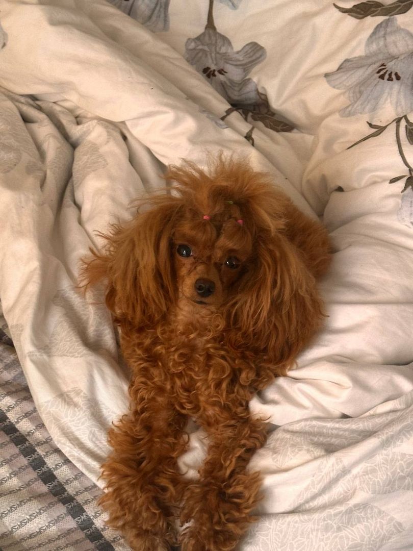 Pudelwelpe in guten Händen