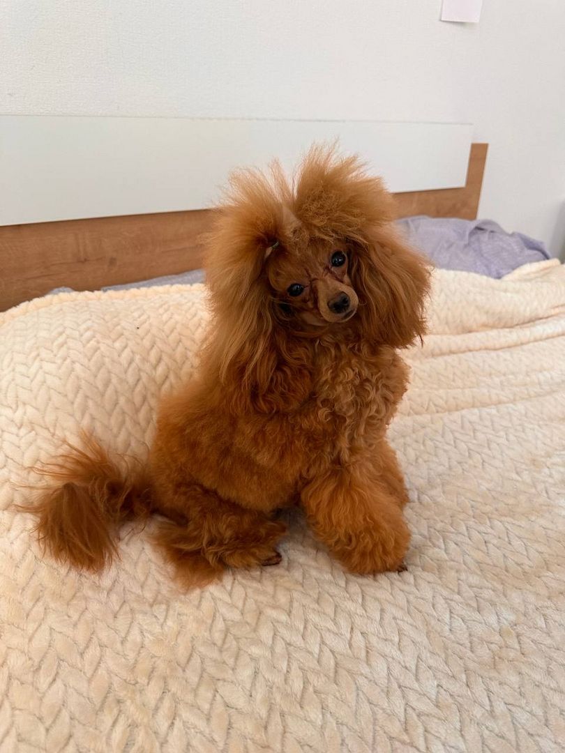 Pudelwelpe in guten Händen