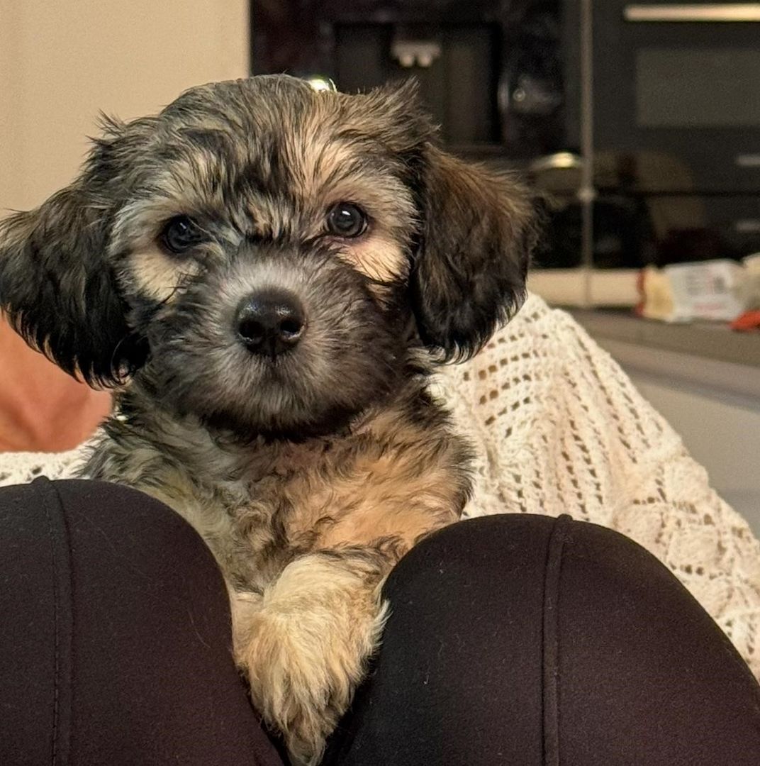 Süße Havaneser Welpen