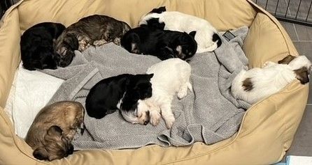 Süße Havaneser Welpen