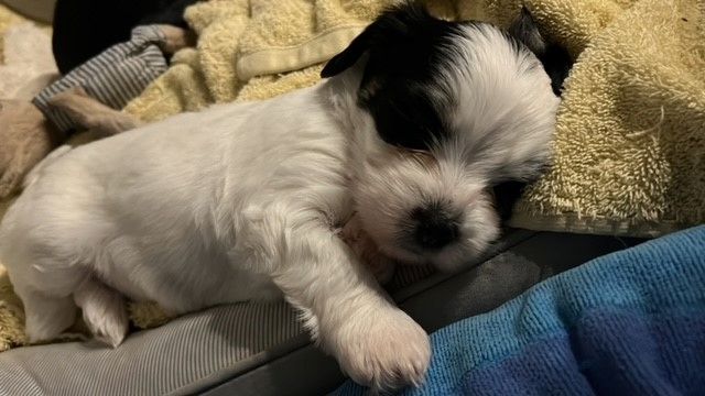 Süße Havaneser Welpen