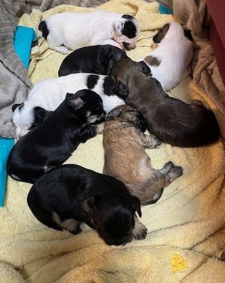 Süße Havaneser Welpen