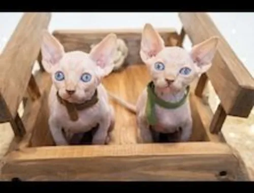 2 Canadian Sphynx Kitten m ,