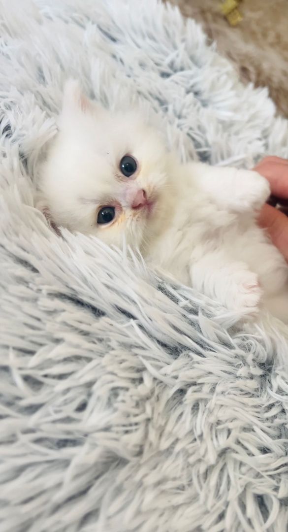 Drei verspielte British Longhair Kitten abzugen