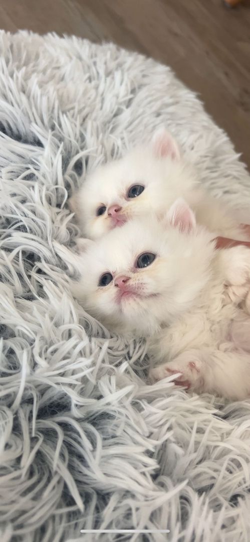 Drei verspielte British Longhair Kitten abzugen