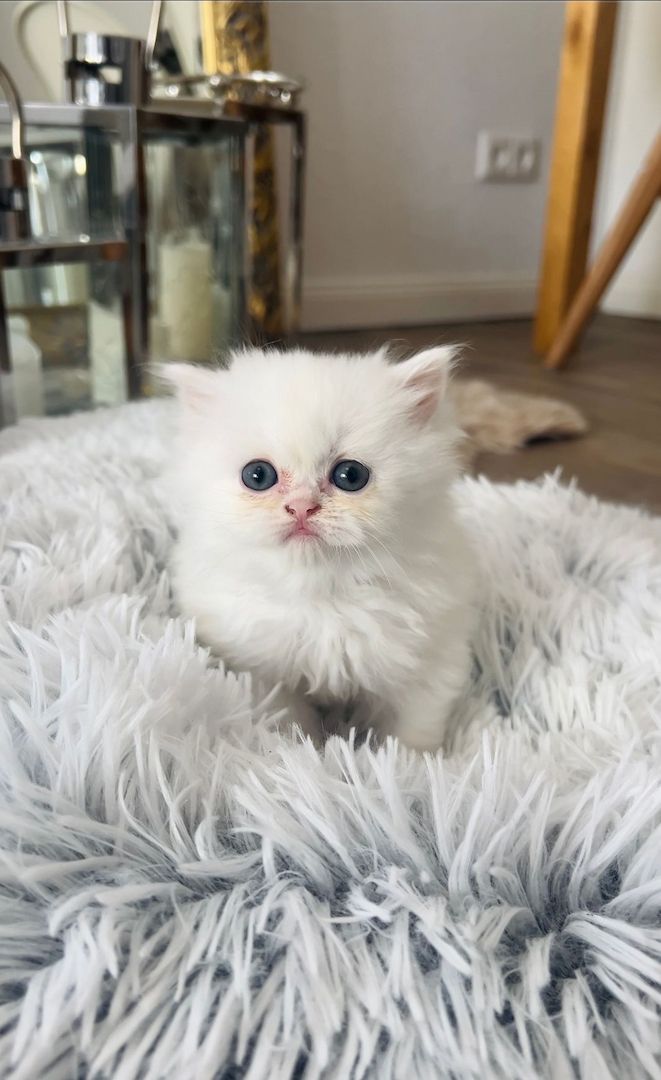 Drei verspielte British Longhair Kitten abzugen