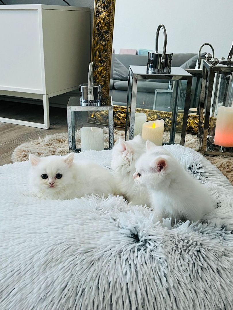 Drei verspielte British Longhair Kitten abzugen