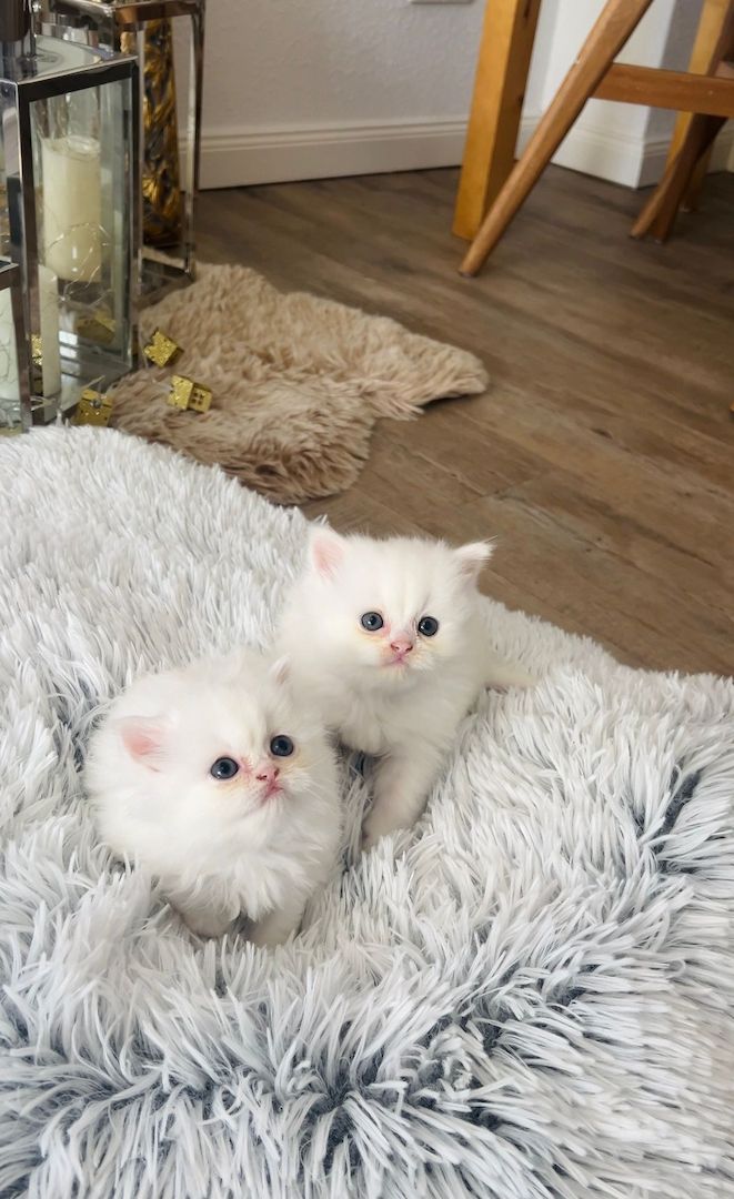 Drei verspielte British Longhair Kitten abzugen